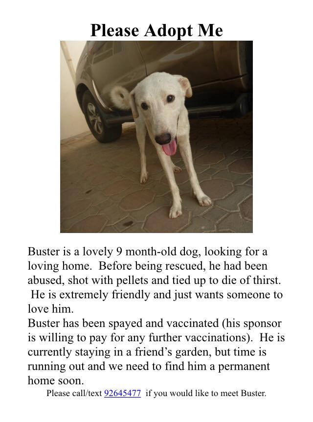 Adopt Buster Muscat Oman