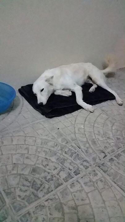 missing dog in Mabella Muscat1