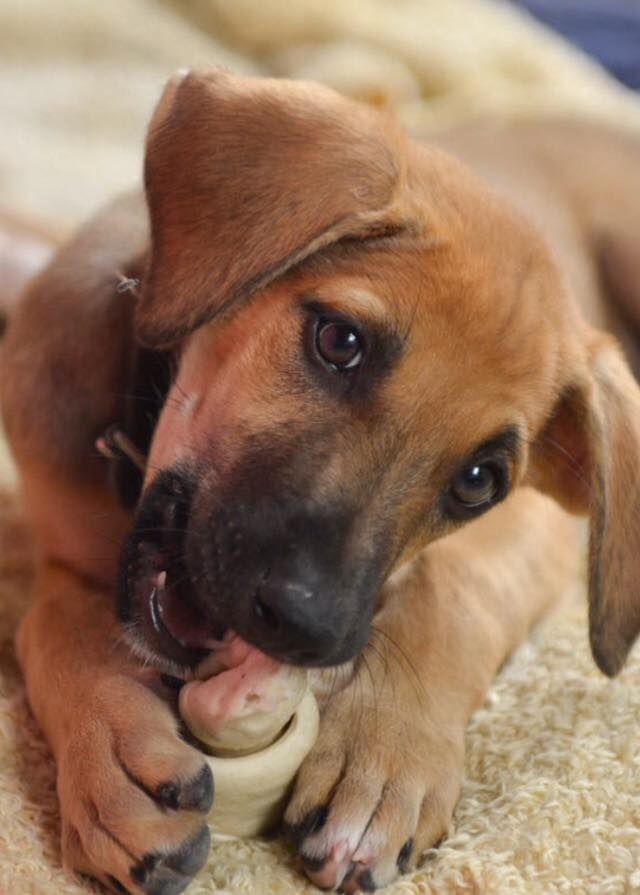 tara adopt a dog in Oman.jpg1