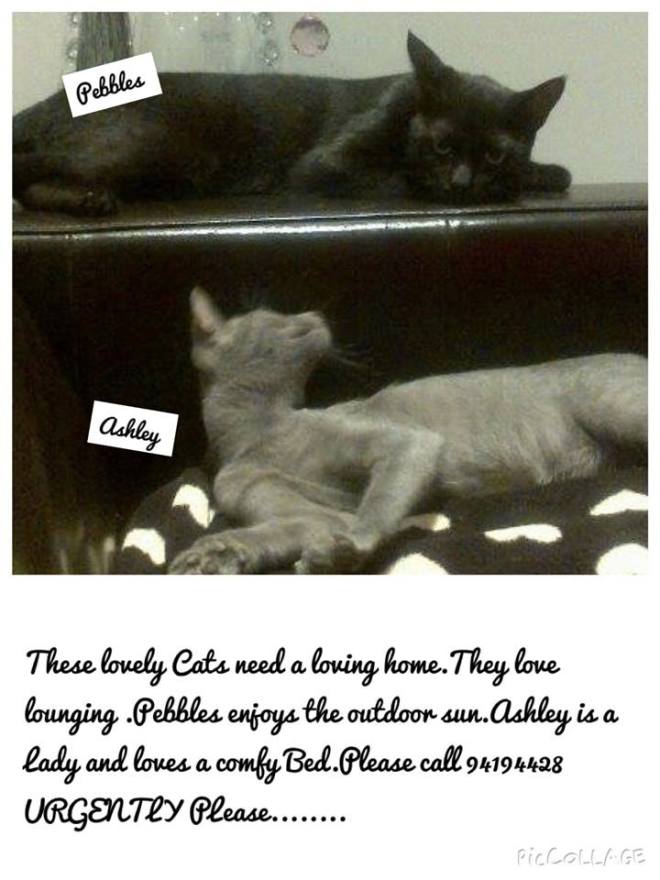 pebbles ashley cats for free sale adoption  Muscat Oman