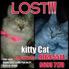 kitty missing cat sidab